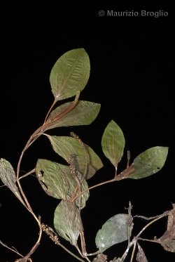 Potamogeton coloratus Hornem.