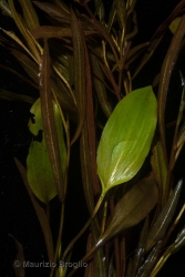 Immagine 4 di 4 - Potamogeton gramineus L.