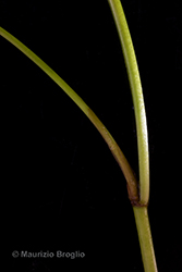 Immagine 9 di 12 - Stuckenia pectinata (L.) Börner