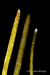 Immagine 12 di 12 - Stuckenia pectinata (L.) Börner
