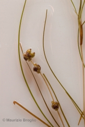 Immagine 4 di 4 - Stuckenia filiformis (Pers.) Börner