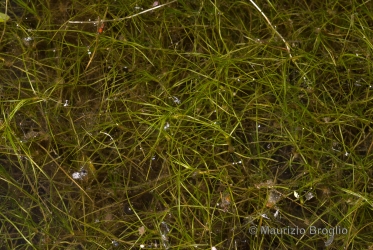Immagine 1 di 4 - Zannichellia palustris L.