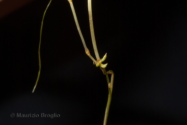 Immagine 3 di 4 - Zannichellia palustris L.