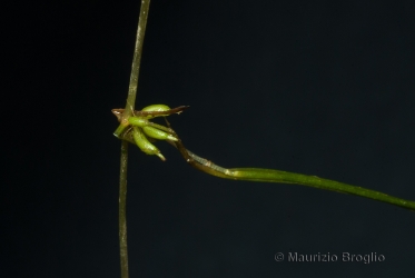 Immagine 4 di 4 - Zannichellia palustris L.