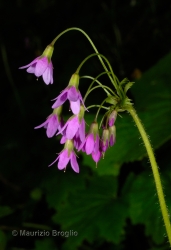 Immagine 4 di 4 - Primula matthioli (L.) V.A. Richt.