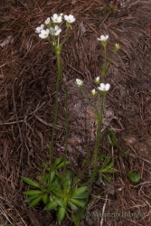 Immagine 1 di 3 - Androsace obtusifolia All.