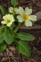 Immagine 2 di 5 - Primula vulgaris Huds.