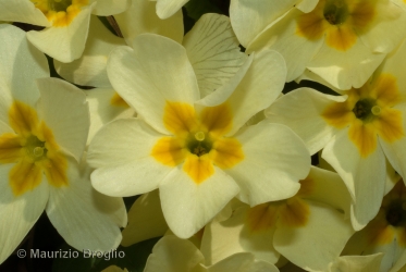 Immagine 4 di 5 - Primula vulgaris Huds.