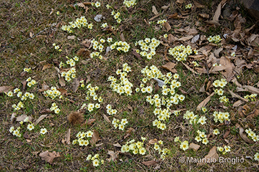Immagine 5 di 5 - Primula vulgaris Huds.