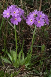 Immagine 2 di 4 - Primula farinosa L.