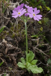 Immagine 3 di 4 - Primula farinosa L.