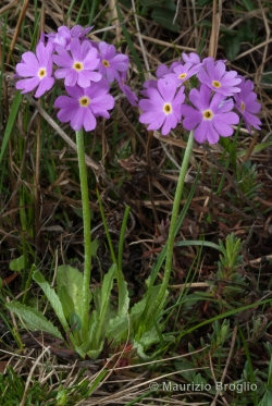 Primula farinosa L.