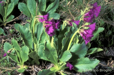 Immagine 1 di 3 - Primula latifolia Lapeyr.