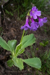 Immagine 2 di 3 - Primula latifolia Lapeyr.