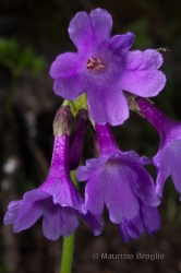 Immagine 3 di 3 - Primula latifolia Lapeyr.