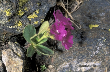 Immagine 2 di 4 - Primula infecta (Kress) Landolt