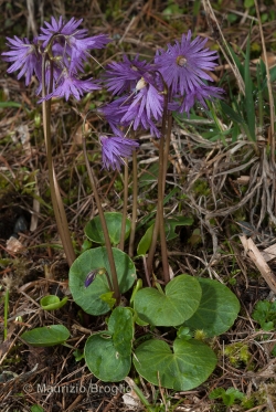 Soldanella alpina L.