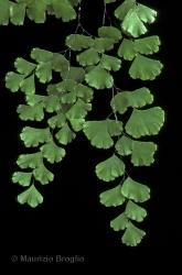 Immagine 4 di 5 - Adiantum capillus-veneris L.