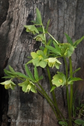 Immagine 1 di 5 - Helleborus viridis L.