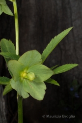 Immagine 2 di 5 - Helleborus viridis L.