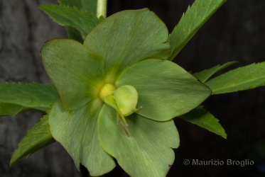 Immagine 3 di 5 - Helleborus viridis L.