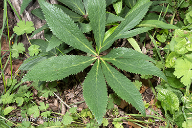 Immagine 5 di 5 - Helleborus viridis L.