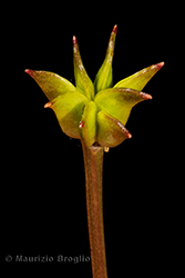 Immagine 7 di 8 - Caltha palustris L.