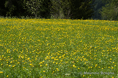 Immagine 6 di 6 - Trollius europaeus L.