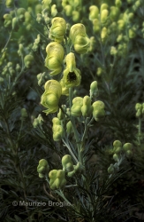 Immagine 1 di 2 - Aconitum anthora L.