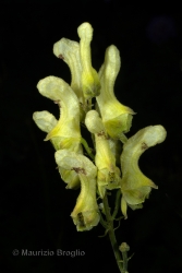 Immagine 4 di 5 - Aconitum lycoctonum L. emend. Koelle