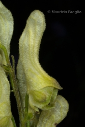 Immagine 5 di 5 - Aconitum lycoctonum L. emend. Koelle