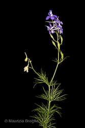 Immagine 2 di 10 - Delphinium ajacis L.
