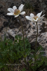 Immagine 1 di 4 - Anemonoides baldensis (L.) Galasso, Banfi & Soldano
