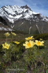 Immagine 4 di 7 - Pulsatilla alpina (L.) Delarbre