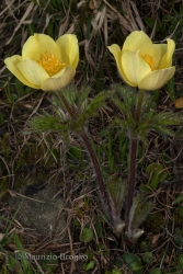 Immagine 5 di 7 - Pulsatilla alpina (L.) Delarbre