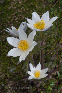 Pulsatilla alpina (L.) Delarbre
