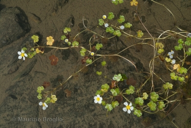 Immagine 5 di 6 - Ranunculus peltatus Schrank