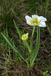Immagine 3 di 5 - Ranunculus kuepferi Greuter & Burdet