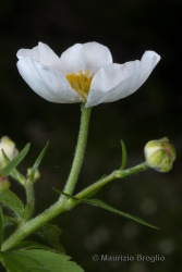 Immagine 3 di 3 - Ranunculus aconitifolius L.