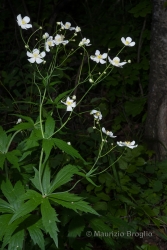 Immagine 2 di 4 - Ranunculus platanifolius L.