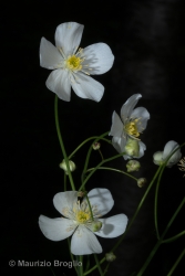 Immagine 3 di 4 - Ranunculus platanifolius L.