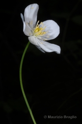 Immagine 4 di 4 - Ranunculus platanifolius L.