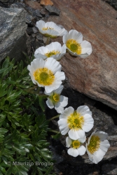 Immagine 4 di 6 - Ranunculus glacialis L.