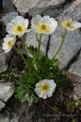 Immagine 2 di 3 - Ranunculus alpestris L.