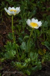 Immagine 3 di 3 - Ranunculus alpestris L.
