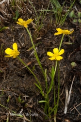 Immagine 1 di 2 - Ranunculus reptans L.