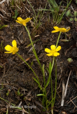 Ranunculus reptans L.