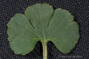 Immagine 7 di 7 - Ranunculus auricomus aggr.