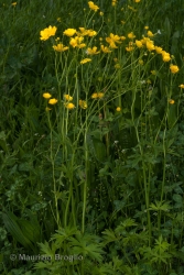 Immagine 5 di 6 - Ranunculus acris L. 