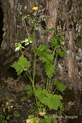 Immagine 2 di 10 - Ranunculus lanuginosus L.